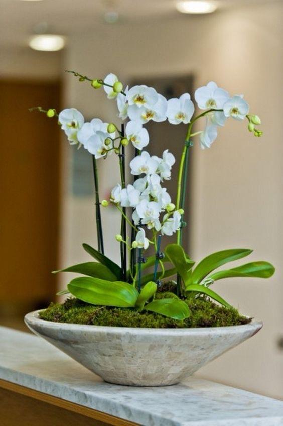 Ivory Orchid Serenity