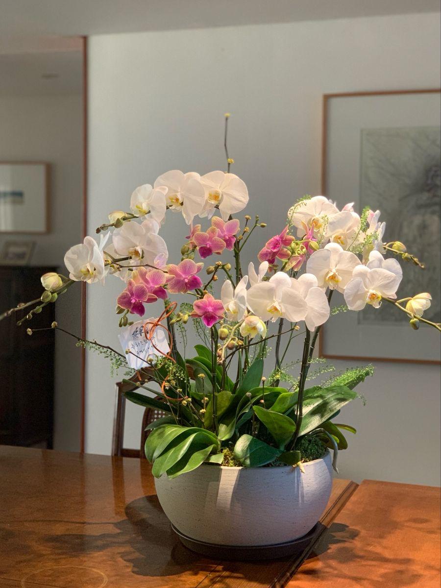 Orchid Luxe Garden