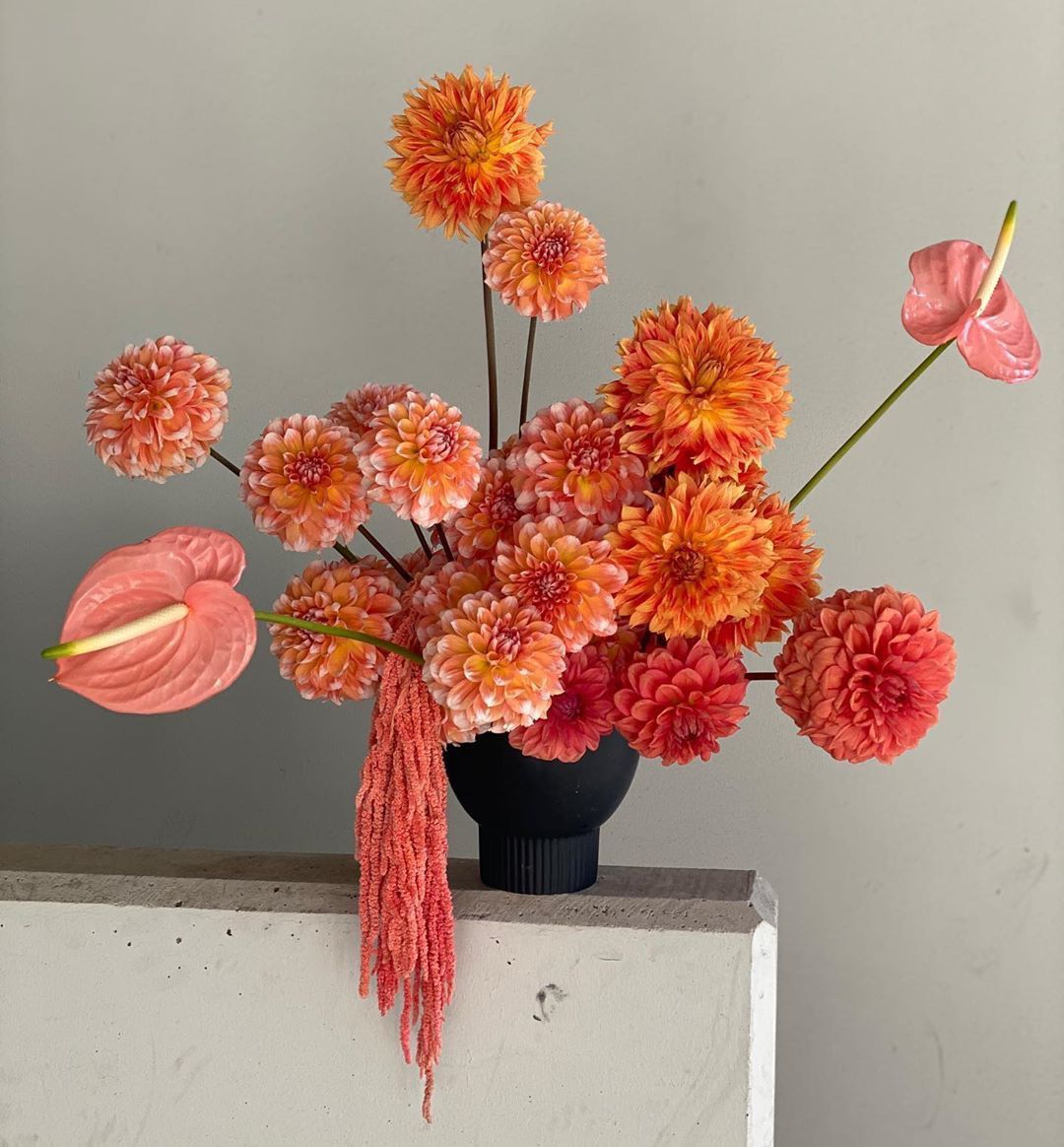 Sunset Dahlia Muse