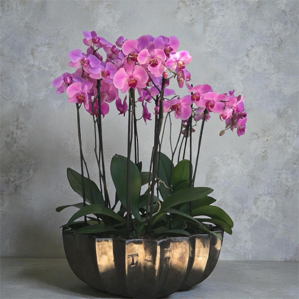 Orchid Royale