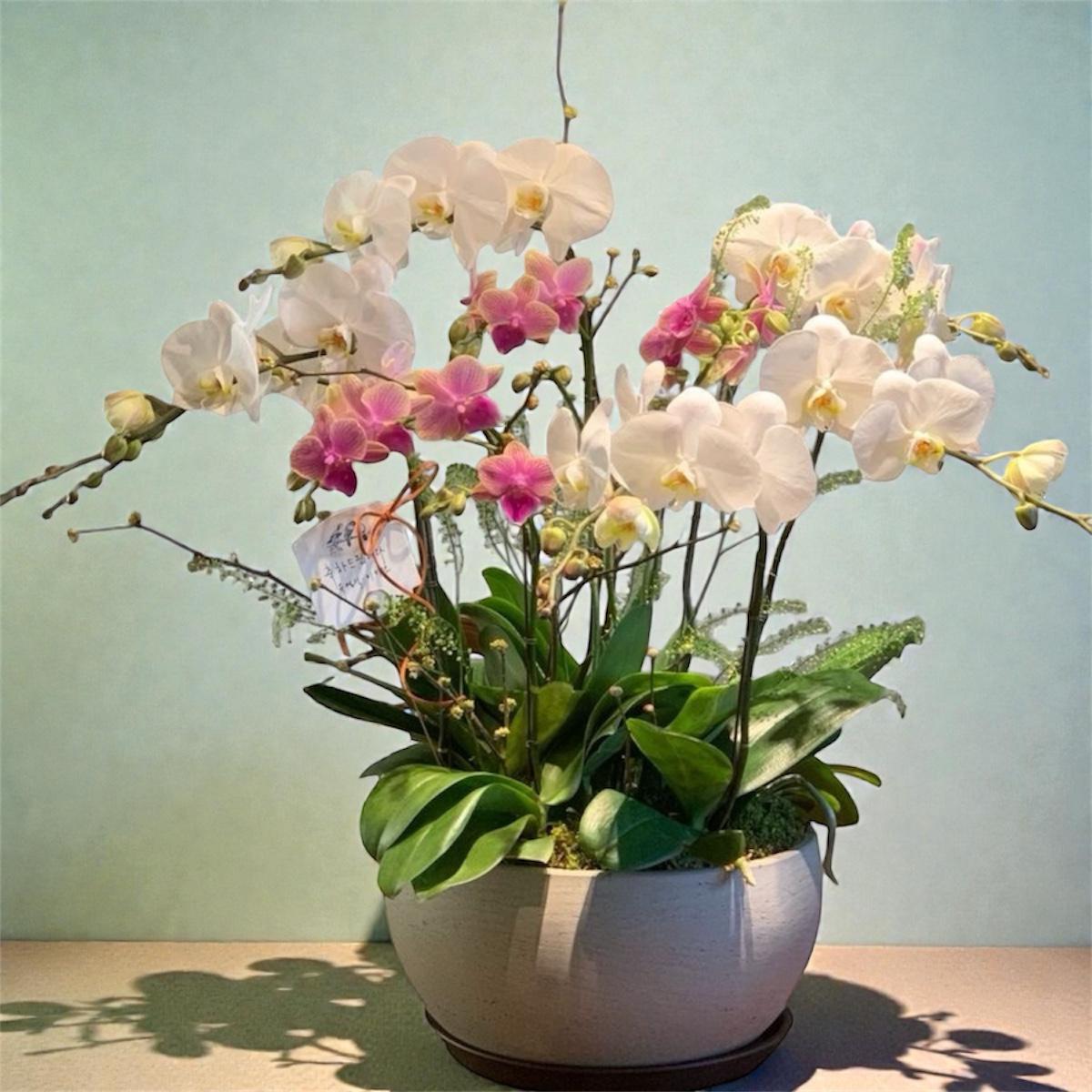 Orchid Luxe Garden